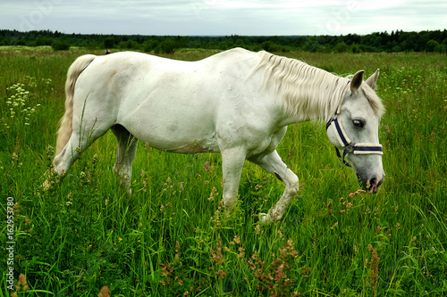 graceful white horse in a field