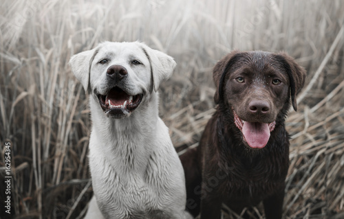 Zwei junge labrador retriever Hunde Welpen in einem Feld mit Nebel glücklich zusammen 
