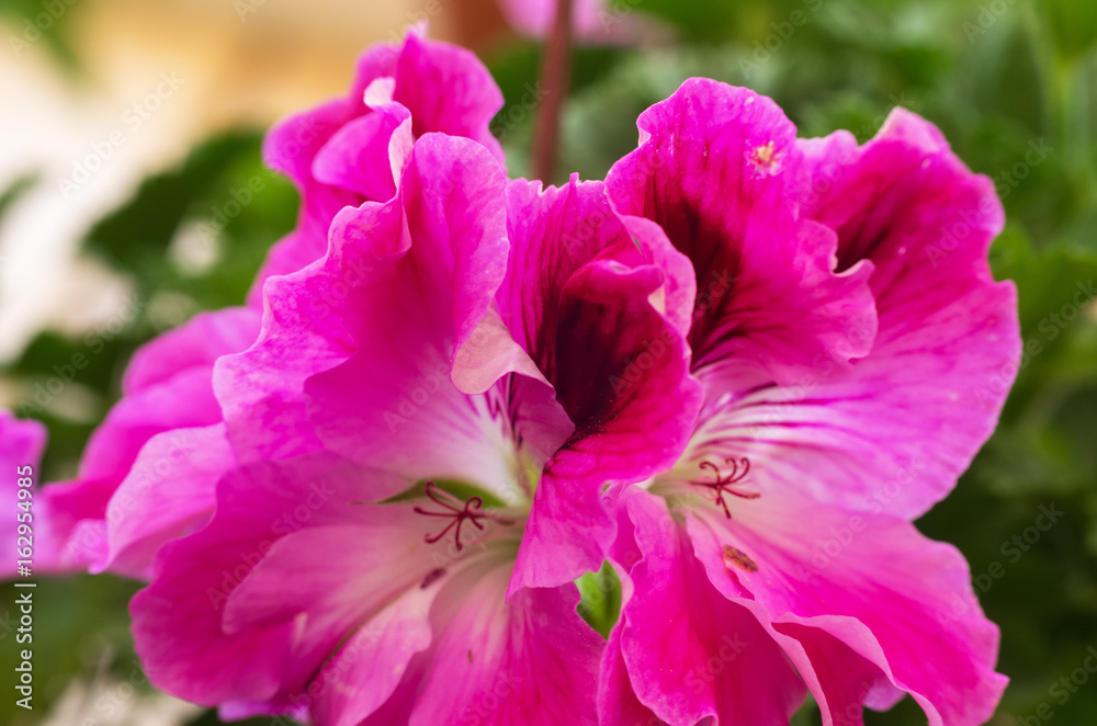 Pink Geranium.Pelargonium flower blossoms close up macro. Pink Geranium.Pelargonium flower blossoms close up macro.