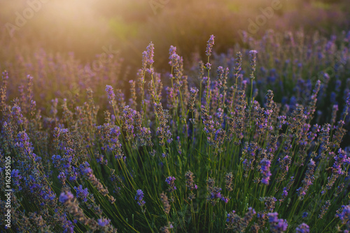 Bush of lavender at sunset
