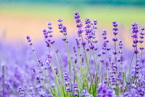 Close up view of beautiful purple lavender flowers.