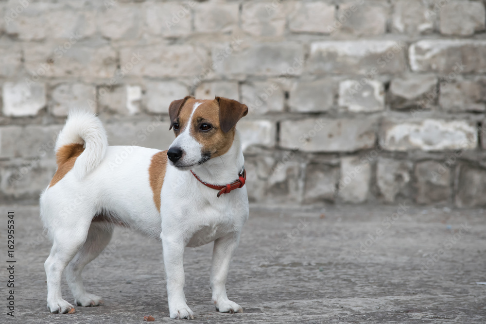 A dog Jack Russell Terrier standing on the background of the old gray brick wall of a ruined building A dog Jack Russell Terrier standing on the background of the old gray brick wall of a ruined building