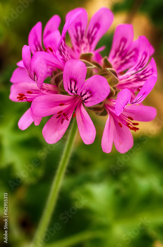 Fototapeta Naklejka Na Ścianę i Meble -  Pink Geranium.Pelargonium flower blossoms close up macro.