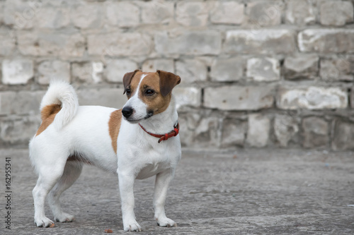 A dog Jack Russell Terrier standing on the background of the old gray brick wall of a ruined building