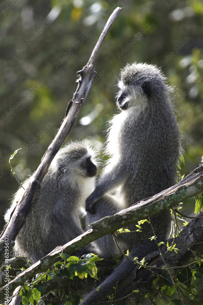 Fototapeta premium Vervet Monkey, South Africa