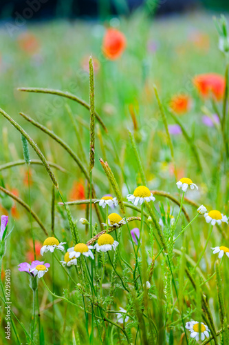Colorful wild flowers including poppies and daisy flowers.