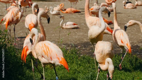 Flock of flamingos in the park photo
