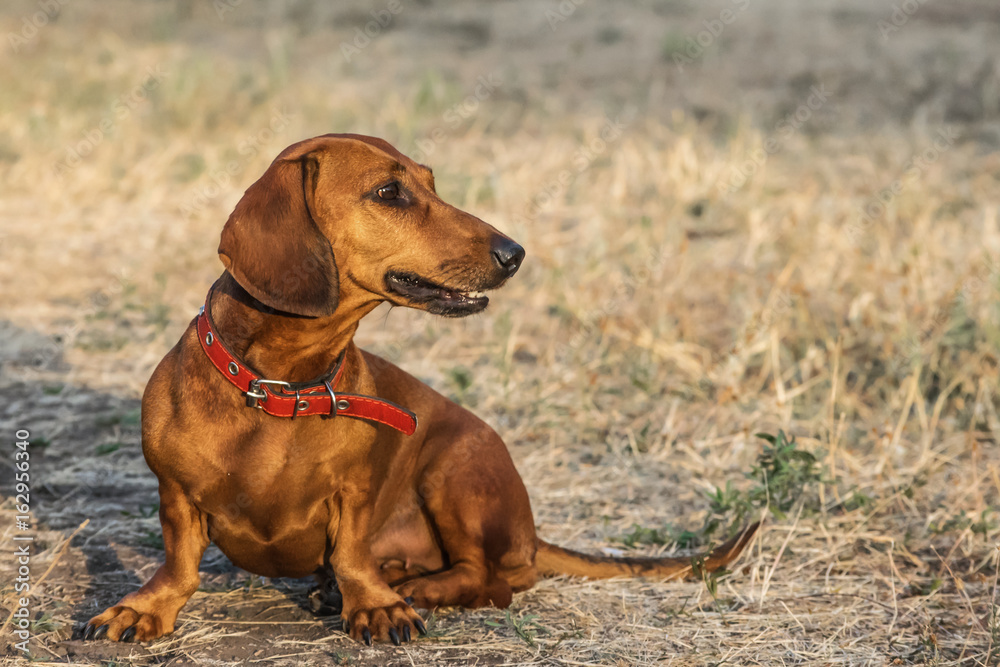 A beautiful red dachshund dog sitting on a glade in summer A beautiful red dachshund dog sitting on a glade in summer