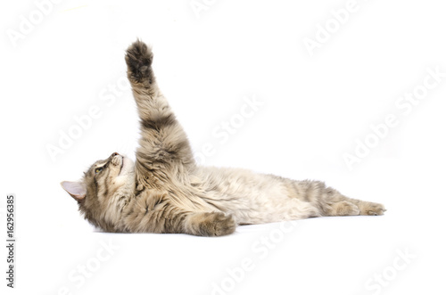 Fototapeta Naklejka Na Ścianę i Meble -  cat lies, paw is up, isolated