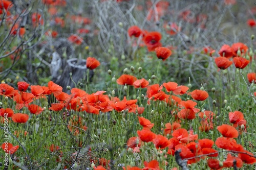 poppy field