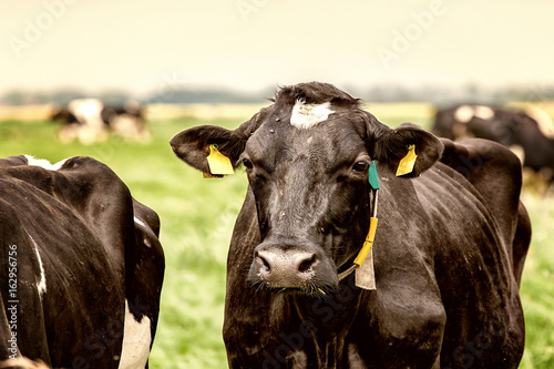 Portrait of a cow in the middle of a herd