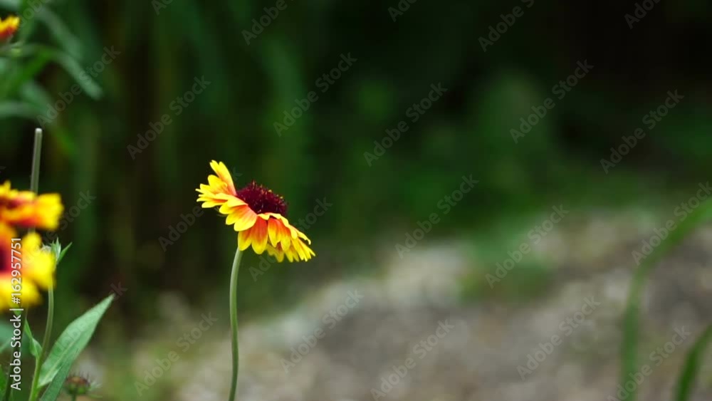 Yellow garden flowers in the flowerbed. Swinging in the wind Yellow garden flowers in the flowerbed. Swinging in the wind
