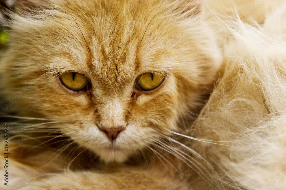 Fluffy cat closeup Fluffy cat closeup
