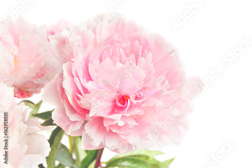 Peonies on white background