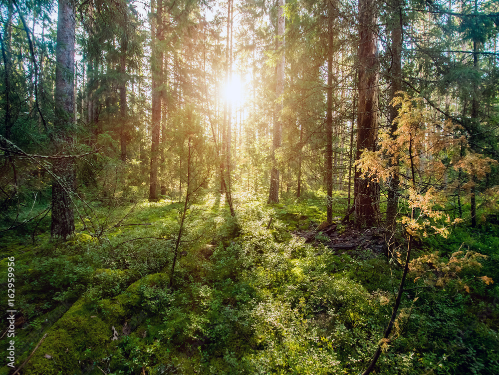 Obraz premium Summer landscape clear panorama