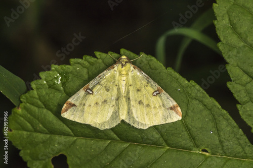 Gelbspanner (Opisthograptis luteolata) photo