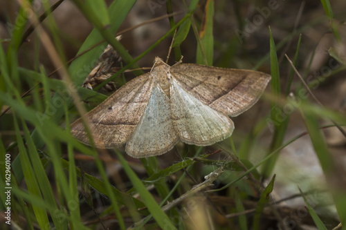 Moorwald-Adlerfarnspanner (Petrophora chlorosata) photo