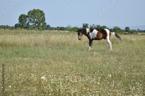 Horse on open pasture