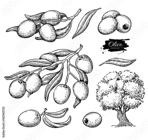 Olive set. Hand drawn vector illustration of branch with food, tree, oil drop.
