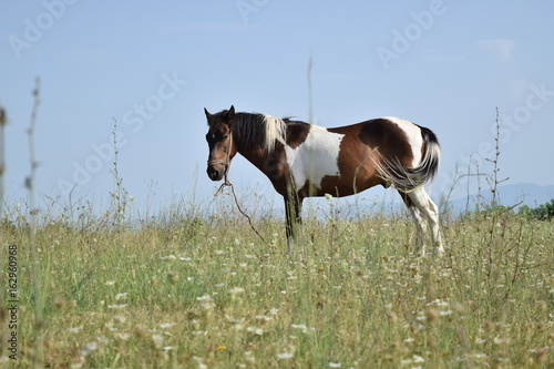 Horse on open pasture