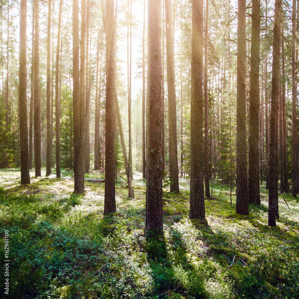 Obraz premium Wild trees in forest