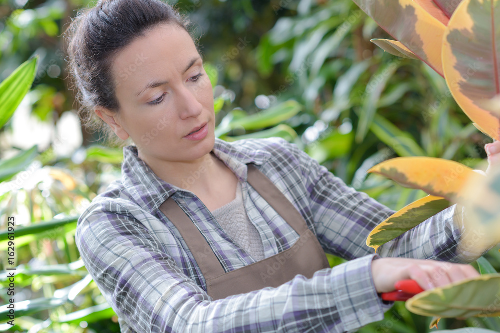 female gardener concentrating on cutting flower in a greenhouse female gardener concentrating on cutting flower in a greenhouse