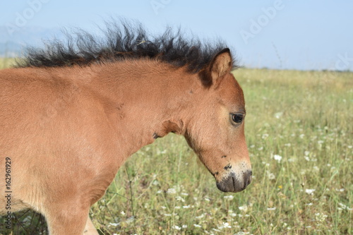Pony