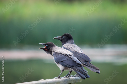Hooded crows on a wooden fence