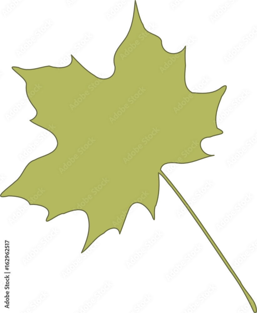 Ahorn Laubblatt. Grün und frisch. Ahorn Laubblatt. Grün und frisch.