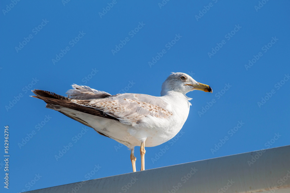 Seagull sitting on the ship sea portrait. Greece, Corfu. Clear sky background Seagull sitting on the ship sea portrait. Greece, Corfu. Clear sky background