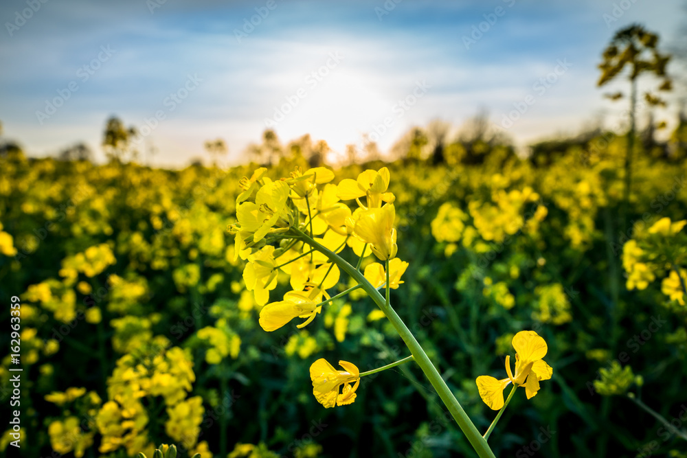 Fototapeta premium Close up of bright yellow rapeseed in spring with blurry background. Rapeseed (Brassica napus) oil seed rape