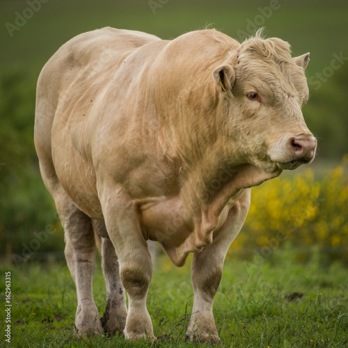 Charolais Bull  photo