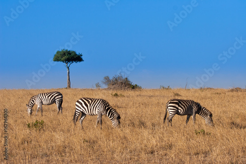 Zebras in the savannah. Kenya. Africa.