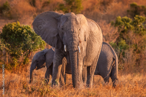 Elephant with baby elephants. Kenya. Africa.