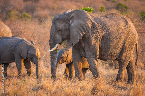 A herd of elephants. Kenya. Africa.