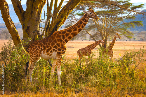 Giraffes. Giraffe standing under a tree. Kenya. Africa.