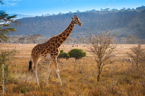 Two giraffes. Kenya. Africa.