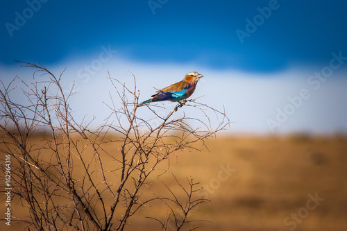 A bird sitting on a branch....