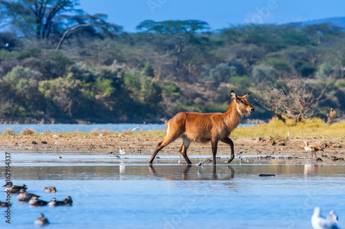 Lake Naivasha. Africa Kenya.