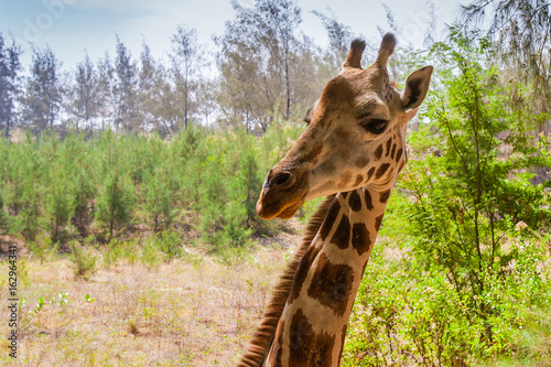 The head of a giraffe. Afri...