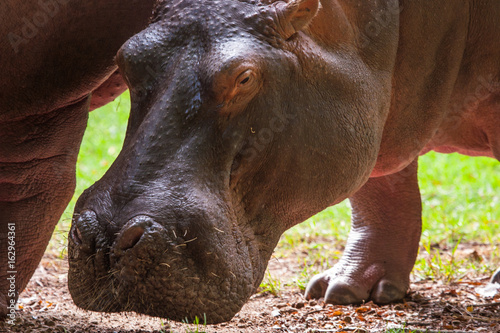 Hippopotamus eating. Africa...