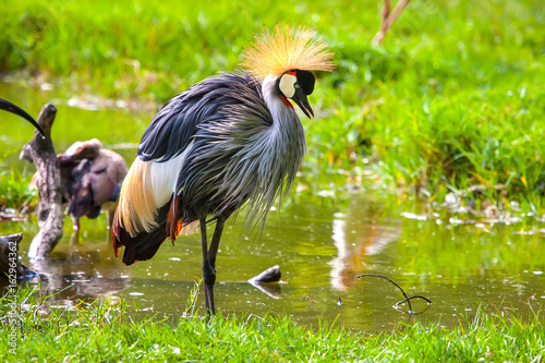 Crowned Crane. Africa Kenya.