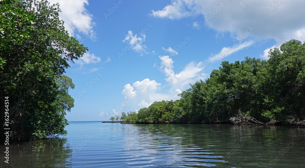 gri gri mangroves