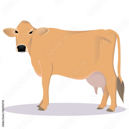 Jersey cattle