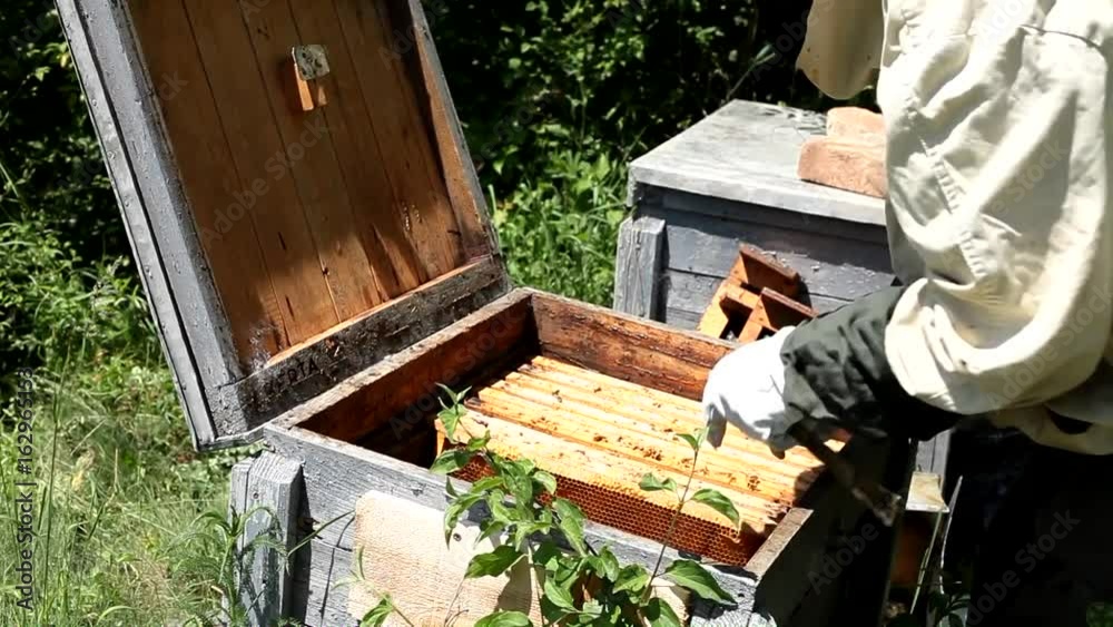 Beekeeper working in apiary among a swarm of bees Beekeeper working in apiary among a swarm of bees