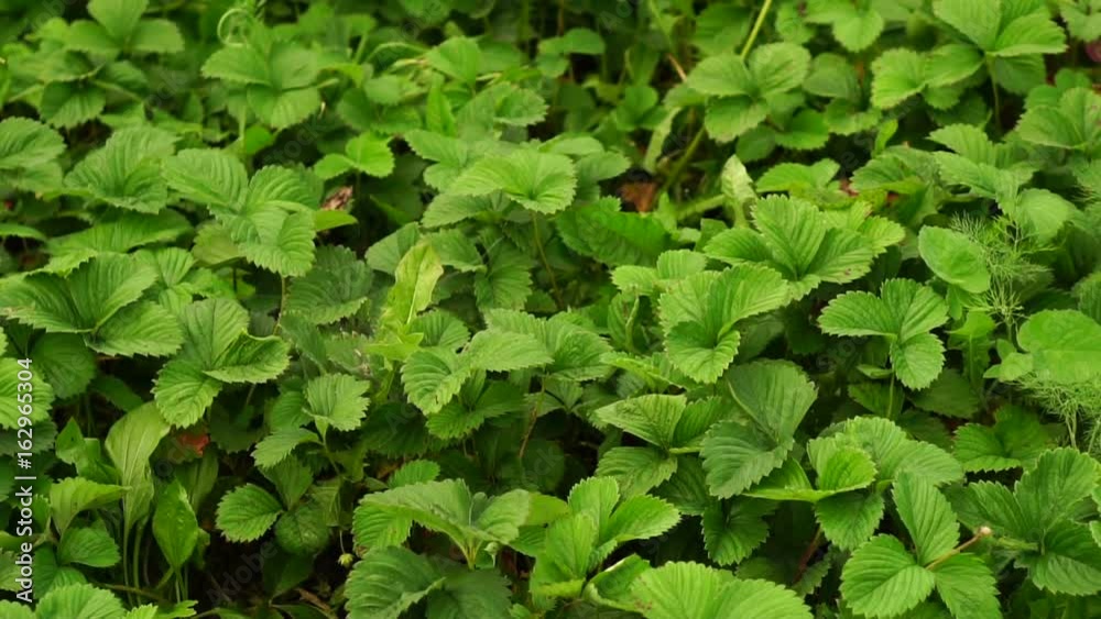 Part of the garden with garden strawberries. Part of the garden with garden strawberries.