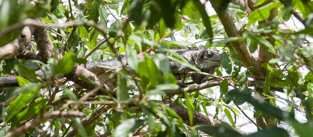 Iguane Iguane