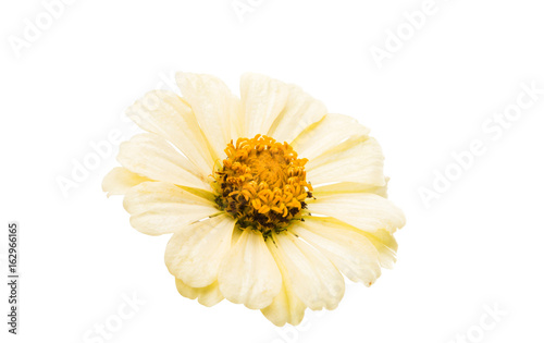 Zinnia flower isolated