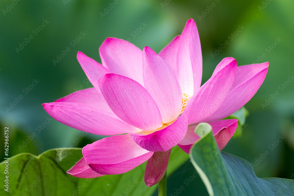 lotus flower