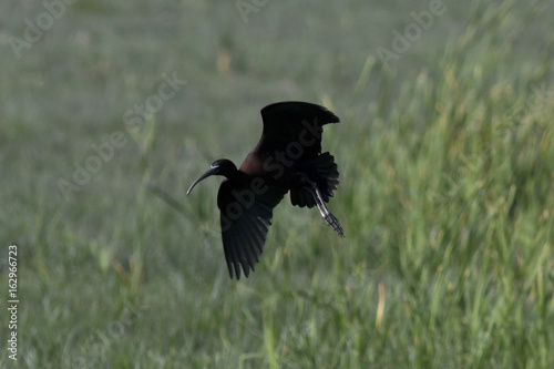 Brauner Sichler (Plegadis falcinellus) - Glossy ibis photo